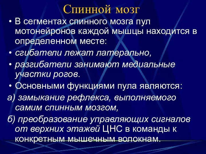 Спинной мозг В сегментах спинного мозга пул мотонейронов каждой мышцы находится