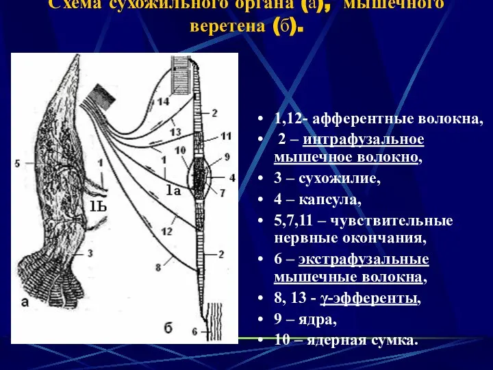 Схема сухожильного органа (а), мышечного веретена (б). 1,12- афферентные волокна, 2