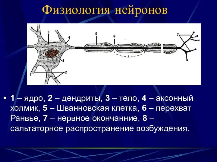 Физиология нейронов 1 – ядро, 2 – дендриты, 3 – тело,