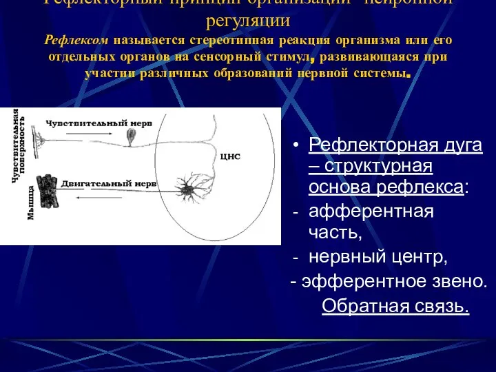 Рефлекторный принцип организации нейронной регуляции Рефлексом называется стереотипная реакция организма или