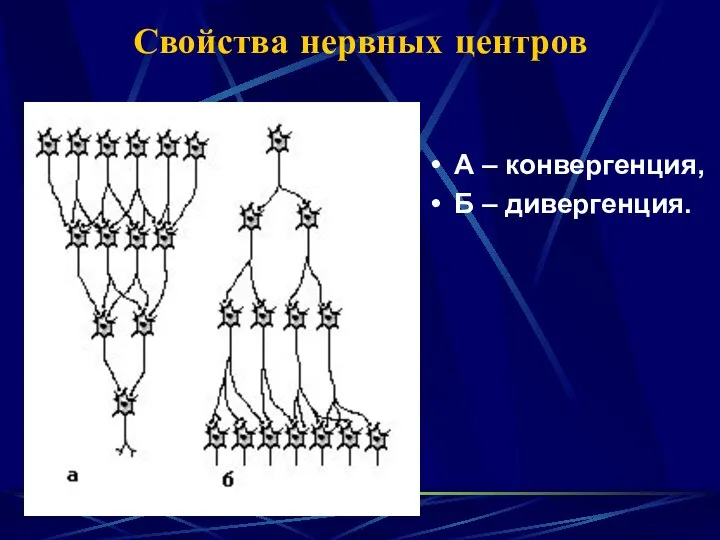 Свойства нервных центров А – конвергенция, Б – дивергенция.