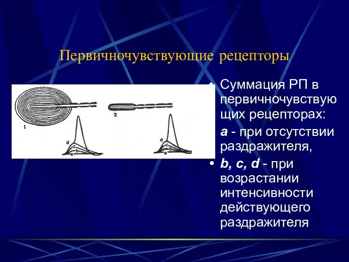 Первичночувствующие рецепторы Суммация РП в первичночувствующих рецепторах: а - при отсутствии