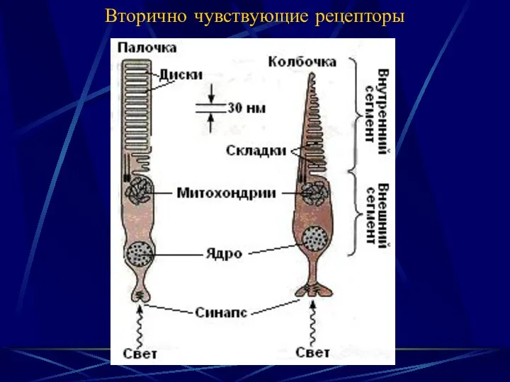 Вторично чувствующие рецепторы