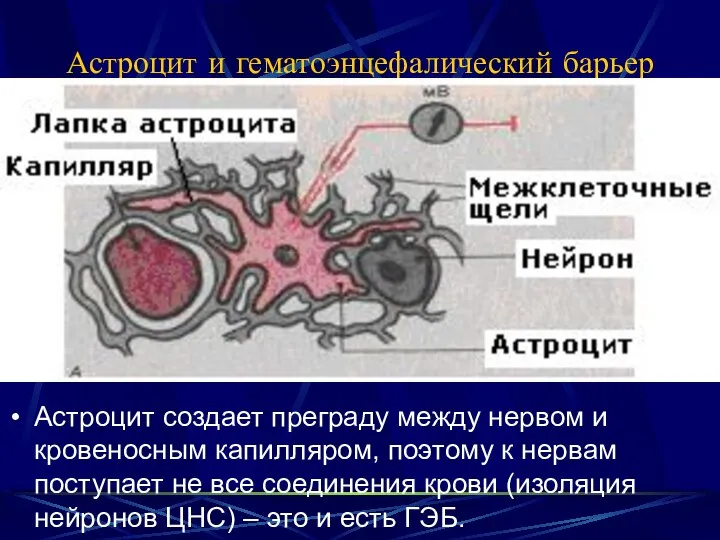 Астроцит и гематоэнцефалический барьер Астроцит создает преграду между нервом и кровеносным