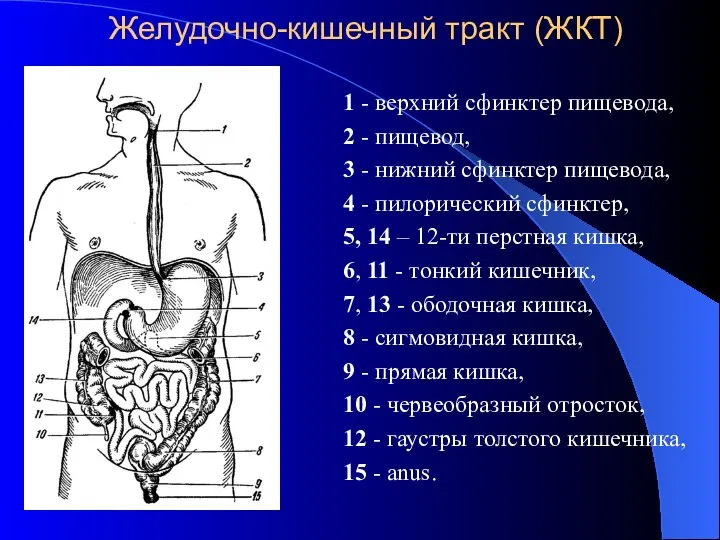 Желудочно-кишечный тракт (ЖКТ) 1 - верхний сфинктер пищевода, 2 - пищевод,