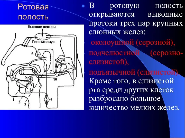 Ротовая полость В ротовую полость открываются выводные протоки трех пар крупных