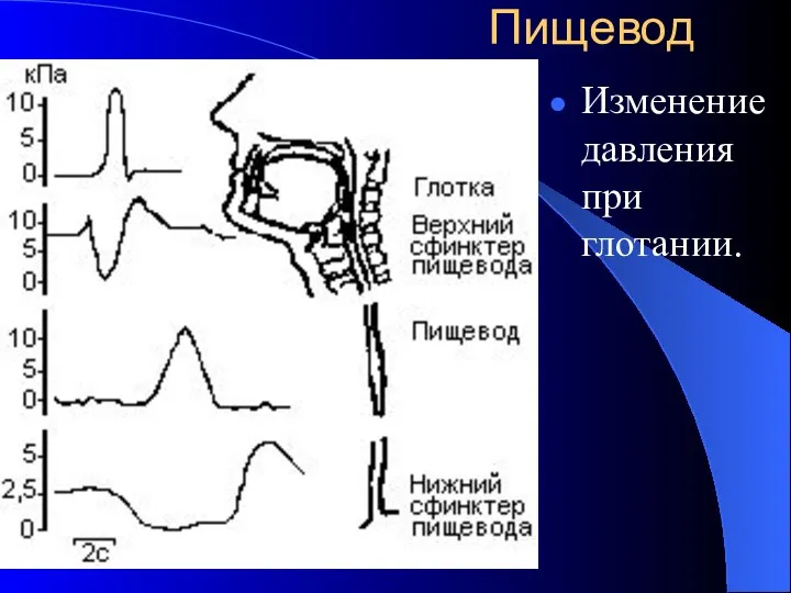 Пищевод Изменение давления при глотании.