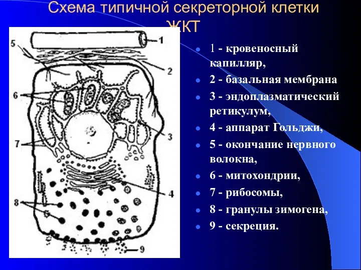 Схема типичной секреторной клетки ЖКТ 1 - кровеносный капилляр, 2 -