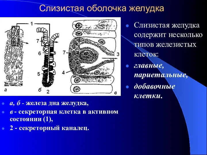 Слизистая оболочка желудка а, б - железа дна желудка, в -