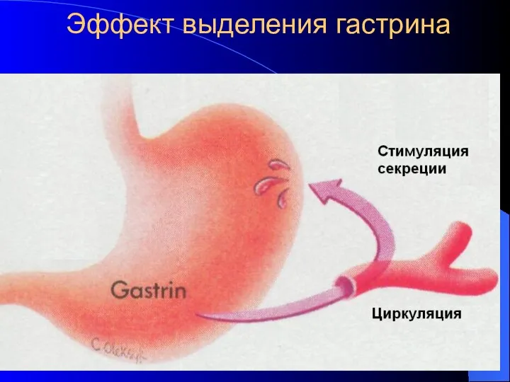 Эффект выделения гастрина