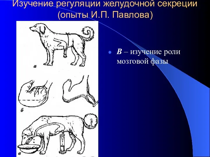 Изучение регуляции желудочной секреции (опыты И.П. Павлова) В – изучение роли мозговой фазы