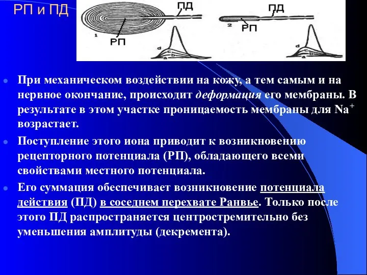 РП и ПД При механическом воздействии на кожу, а тем самым