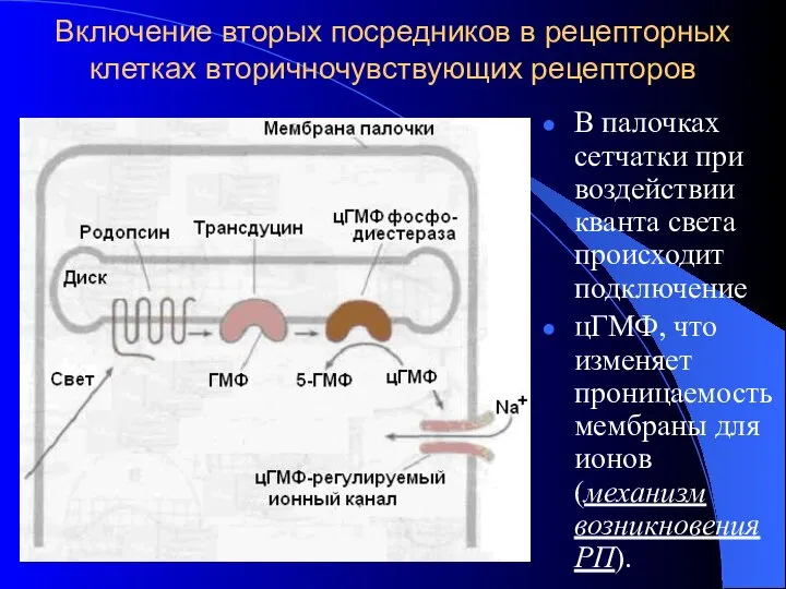 Включение вторых посредников в рецепторных клетках вторичночувствующих рецепторов В палочках сетчатки