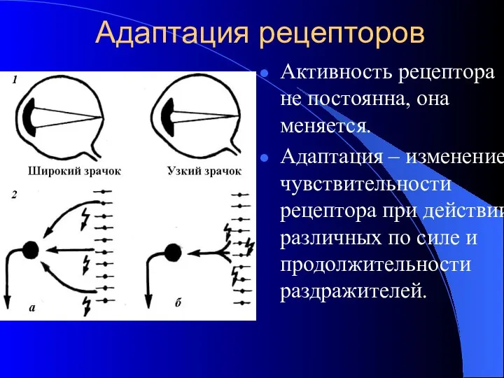 Адаптация рецепторов Активность рецептора не постоянна, она меняется. Адаптация – изменение