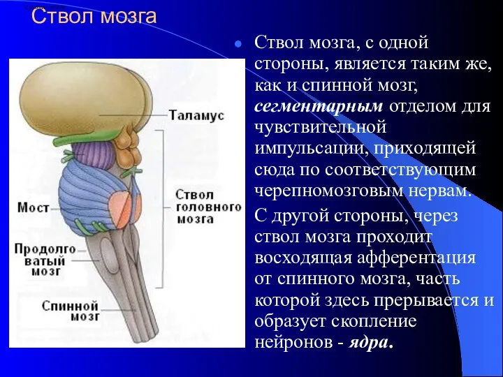 Ствол мозга Ствол мозга, с одной стороны, является таким же, как