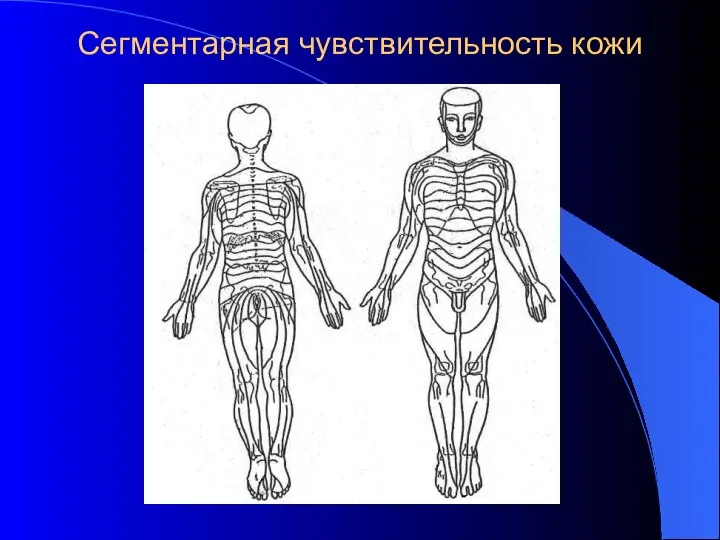 Сегментарная чувствительность кожи