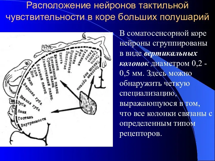 Расположение нейронов тактильной чувствительности в коре больших полушарий В соматосенсорной коре