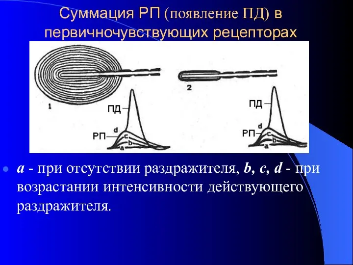 Суммация РП (появление ПД) в первичночувствующих рецепторах а - при отсутствии