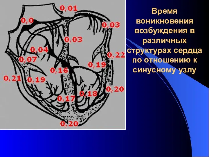 Время воникновения возбуждения в различных структурах сердца по отношению к синусному узлу