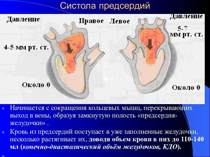 Систола предсердий Начинается с сокращения кольцевых мышц, перекрывающих выход в вены,