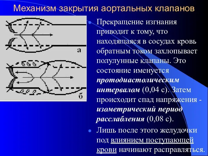 Механизм закрытия аортальных клапанов Прекращение изгнания приводит к тому, что находящаяся