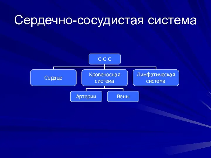 Сердечно-сосудистая система