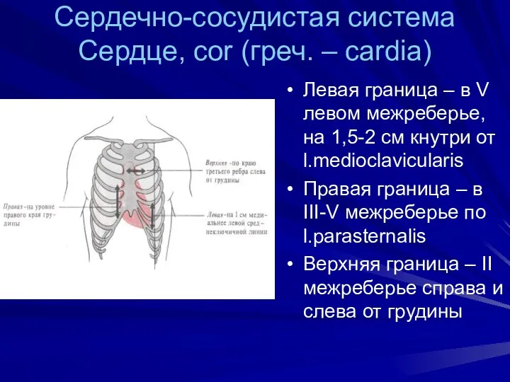 Сердечно-сосудистая система Сердце, cor (греч. – cardia) Левая граница – в