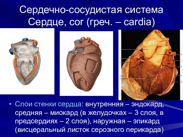 Сердечно-сосудистая система Сердце, cor (греч. – cardia) Слои стенки сердца: внутренняя