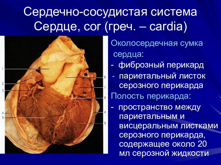 Сердечно-сосудистая система Сердце, cor (греч. – cardia) Околосердечная сумка сердца: -