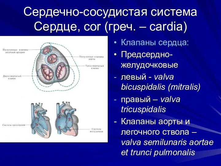 Сердечно-сосудистая система Сердце, cor (греч. – cardia) Клапаны сердца: Предсердно-желудочковые левый