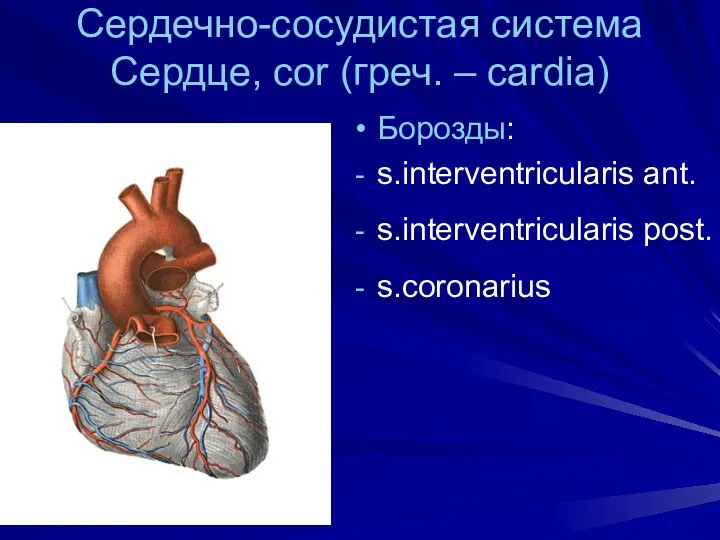 Сердечно-сосудистая система Сердце, cor (греч. – cardia) Борозды: s.interventricularis ant. s.interventricularis post. s.coronarius