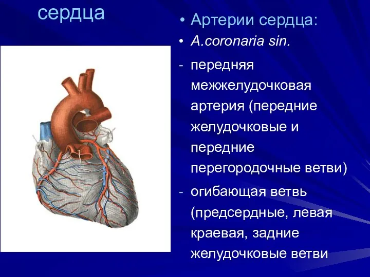 Сосуды сердца Артерии сердца: A.coronaria sin. передняя межжелудочковая артерия (передние желудочковые