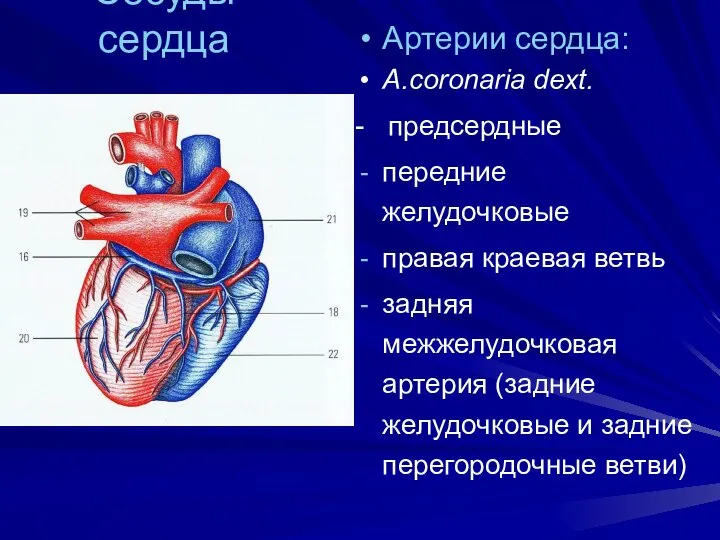 Сосуды сердца Артерии сердца: A.coronaria dext. - предсердные передние желудочковые правая