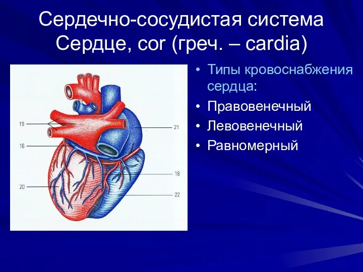 Сердечно-сосудистая система Сердце, cor (греч. – cardia) Типы кровоснабжения сердца: Правовенечный Левовенечный Равномерный