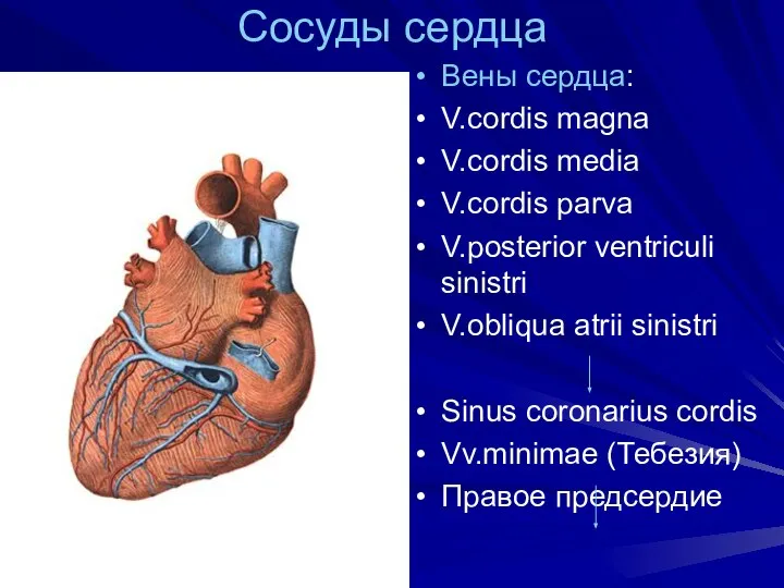 Сосуды сердца Вены сердца: V.cordis magna V.cordis media V.cordis parva V.posterior