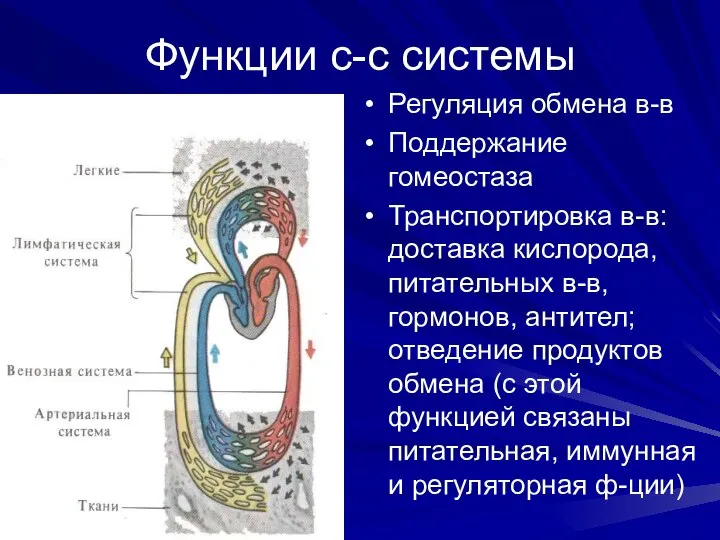 Функции с-с системы Регуляция обмена в-в Поддержание гомеостаза Транспортировка в-в: доставка