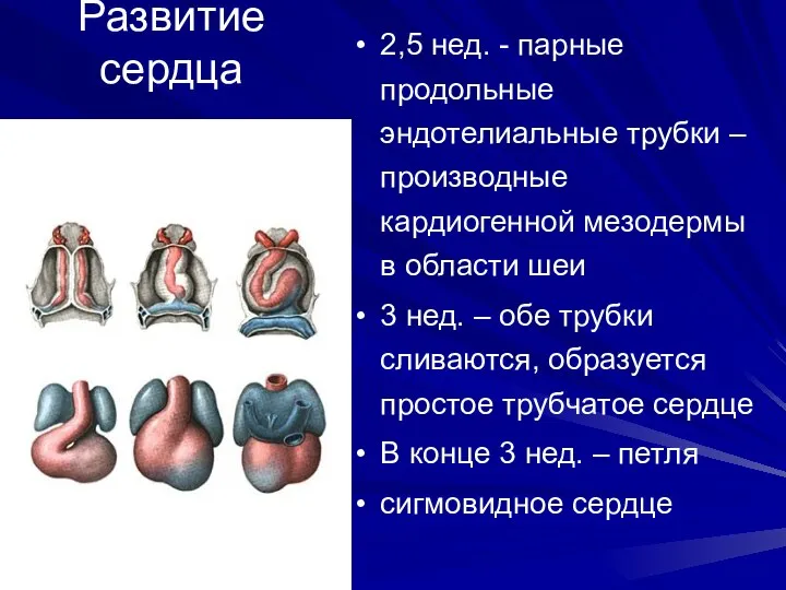Развитие сердца 2,5 нед. - парные продольные эндотелиальные трубки – производные