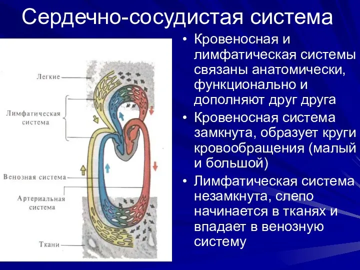 Сердечно-сосудистая система Кровеносная и лимфатическая системы связаны анатомически, функционально и дополняют