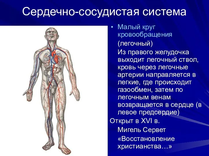 Сердечно-сосудистая система Малый круг кровообращения (легочный) Из правого желудочка выходит легочный