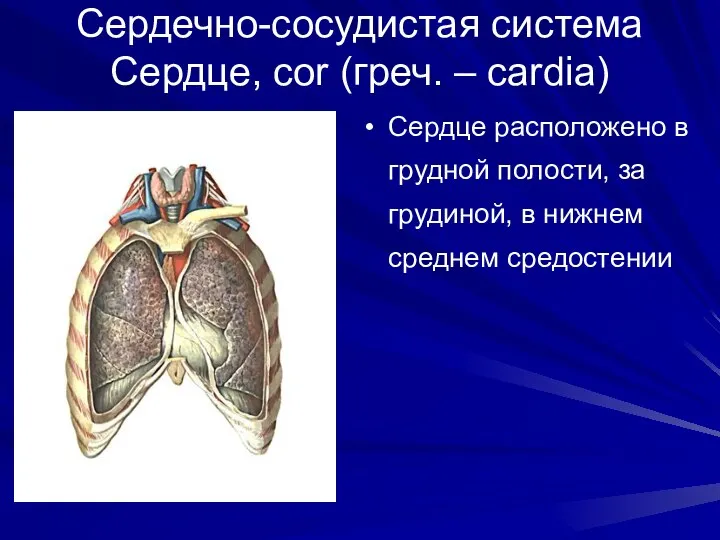 Сердечно-сосудистая система Сердце, cor (греч. – cardia) Сердце расположено в грудной