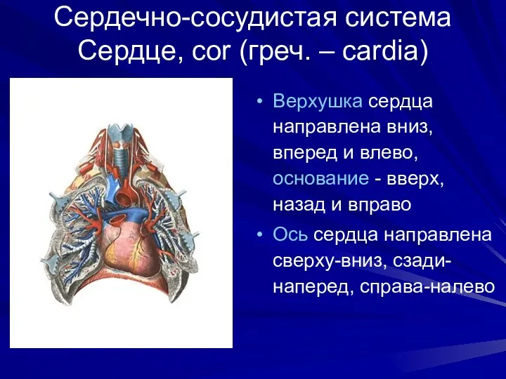 Сердечно-сосудистая система Сердце, cor (греч. – cardia) Верхушка сердца направлена вниз,
