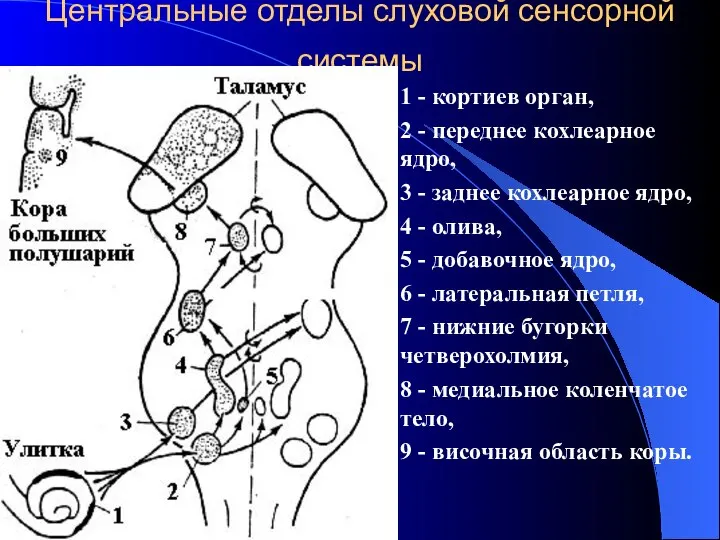 Центральные отделы слуховой сенсорной системы 1 - кортиев орган, 2 -