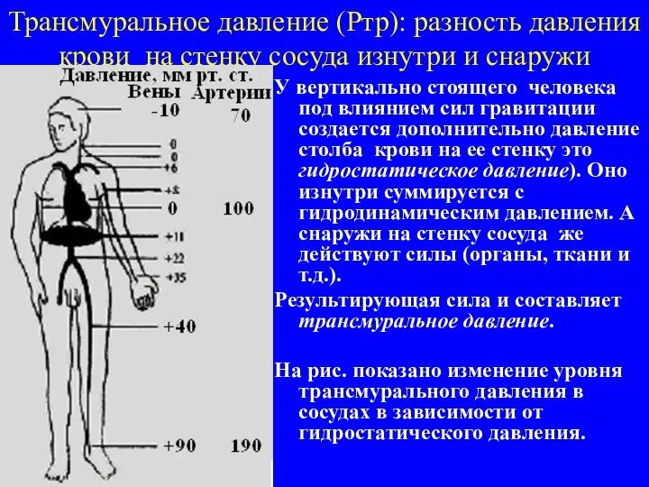 Трансмуральное давление (Ртр): разность давления крови на стенку сосуда изнутри и