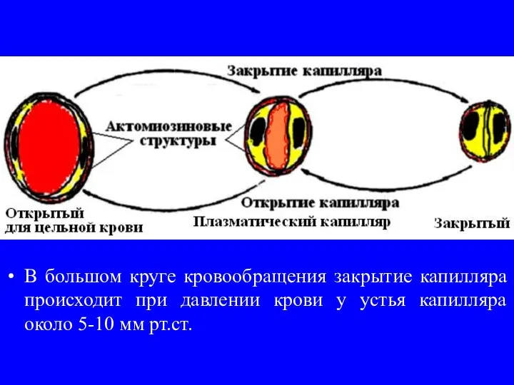 Регуляция состояния капилляров В большом круге кровообращения закрытие капилляра происходит при