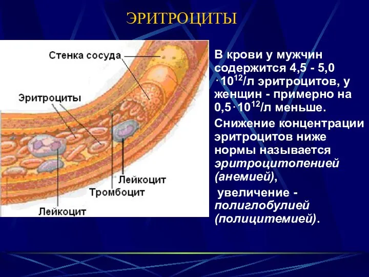 ЭРИТРОЦИТЫ В крови у мужчин содержится 4,5 - 5,0⋅1012/л эритроцитов, у