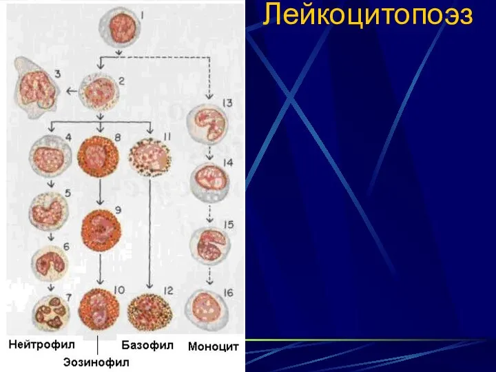 Лейкоцитопоэз