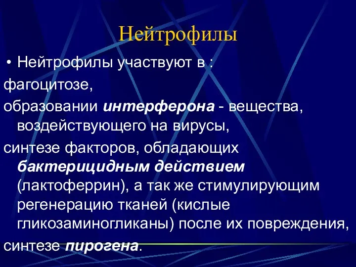 Нейтрофилы Нейтрофилы участвуют в : фагоцитозе, образовании интерферона - вещества, воздействующего