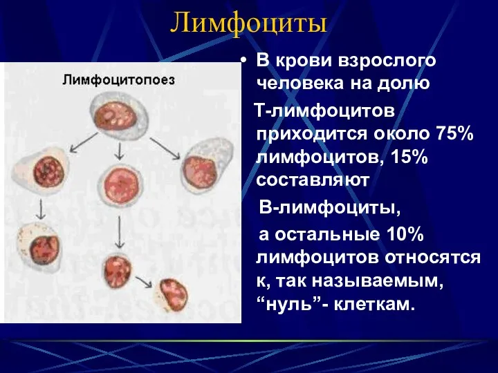 Лимфоциты В крови взрослого человека на долю Т-лимфоцитов приходится около 75%