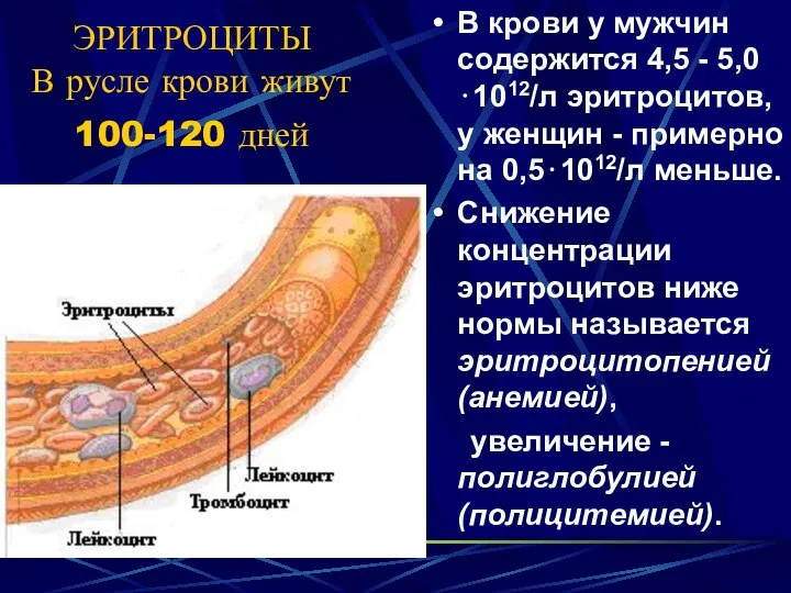 ЭРИТРОЦИТЫ В русле крови живут 100-120 дней В крови у мужчин