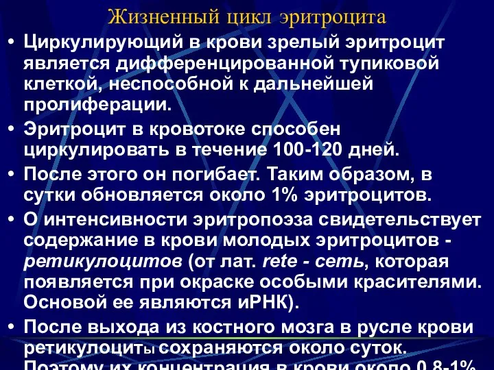 Жизненный цикл эритроцита Циркулирующий в крови зрелый эритроцит является дифференцированной тупиковой